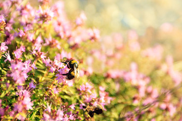 Thyme blooms in pink at sunset on the hillside with shallow depth of field and blurred background. A low-growing aromatic plant of the mint family.