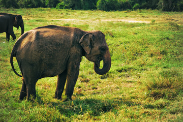 Small asian elephant standing and looking on camera in national park in Sri lanka.