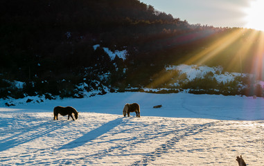Caballos en Navarra
