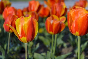 yellow and orange tulip close up, in a park.