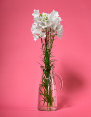 bellflower in a vase on pink background