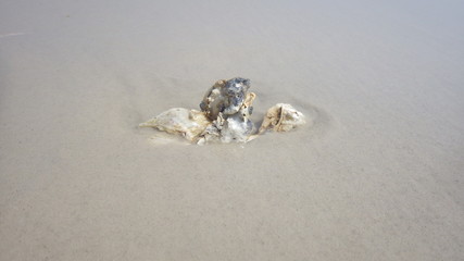 sea shore beach shells