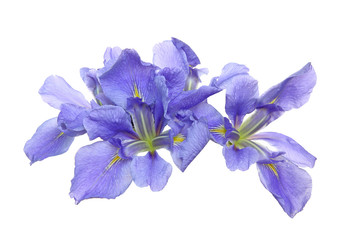 Fototapeta premium アヤメ