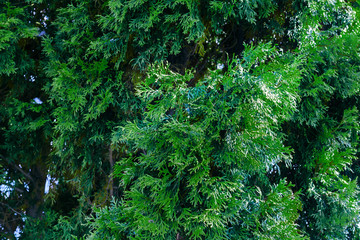 Green thuja leaves background.