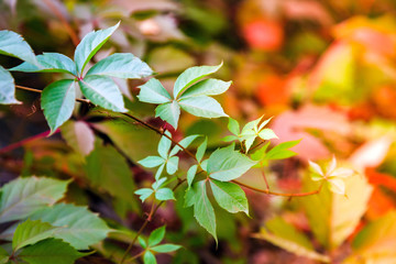 Colorful foliage five-leaved ivy with shallow depth of field in a public park in the fall and blurred background.