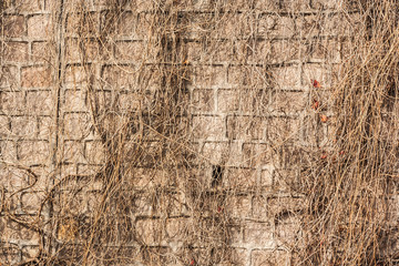 Grunge brick wall covered with dry ivy branches Texture