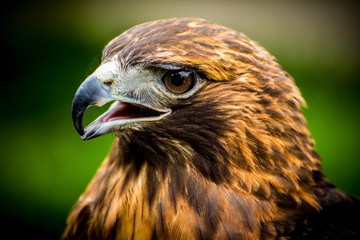Fototapeta premium Red Tail Hawk