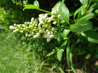 Gewöhnlicher Liguster Blütenrispe