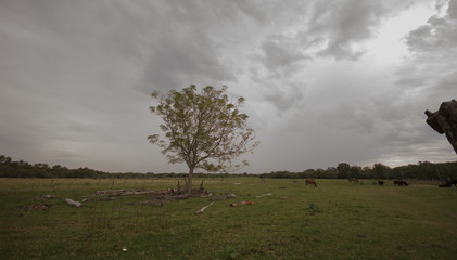 atardecer en el campo