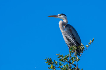 Heron bird's eye view