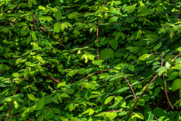 Fototapeta na wymiar Fresh green leafs texture