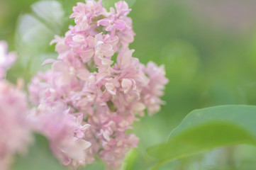 Beautiful white and tender pink syringa vulgaris flowers in soft light.