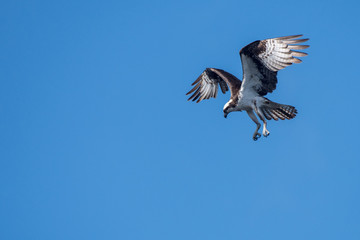 Osprey looking for lunch