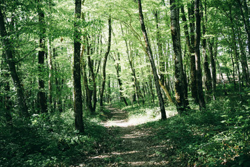 Fototapeta na wymiar Forest laundscape. Day light, in blue-green tones