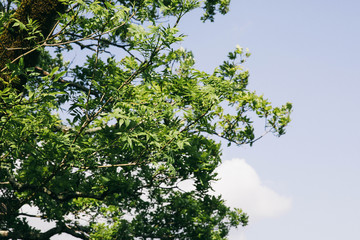 Branch of southern wood with narrow leaves in beautiful daylight