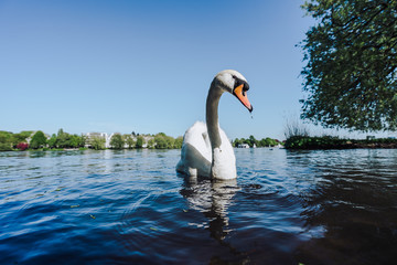 Obraz premium White Swan swimming on Alster lake in Hamburg on a sunny day