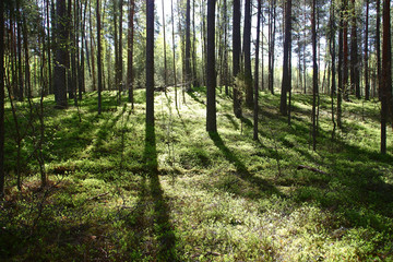 View of the forest in a sunny day