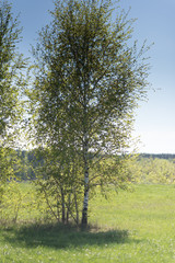 Young smal birch in the sunlight