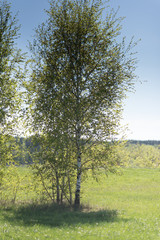 Obraz premium Young smal birch in the sunlight
