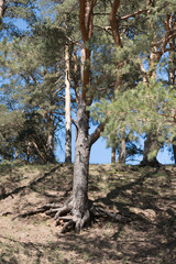 Fototapeta premium Close up of pine trees in a forest