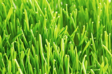 Fototapeta na wymiar Drops of dew on a green grass