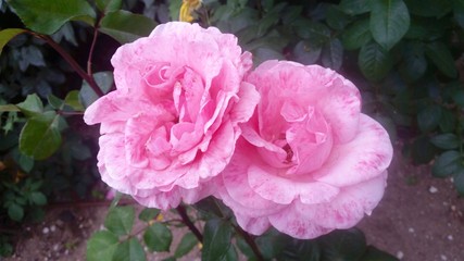 Rose in macro view Rose in macro view