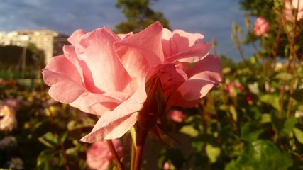Rose in macro view Rose in macro view