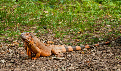 A beautiful iguana in the park