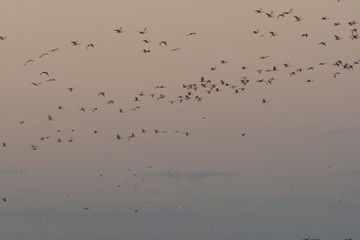 flamencos sobre el jaukanigas