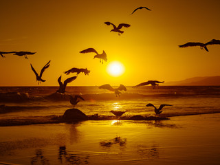 Picture of birds and sea during the sunset at Tarifa in the Andalusia Region in Spain, Fotografia...