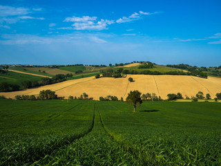 Fototapeta na wymiar Landscape near of Morro D'alba Italy, Tipico paesaggio vicino a Morro D'alba Italia