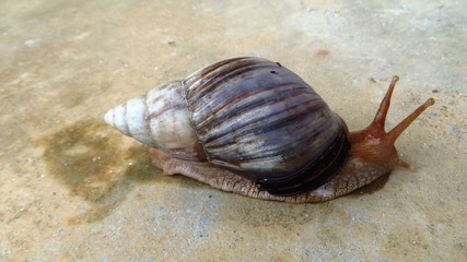 Die Schnecke