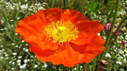 Orange Blume