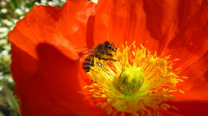 Biene in oranger Blume