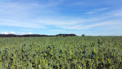 Fototapeta na wymiar pea pods growing on a pea field. On the blue sky background