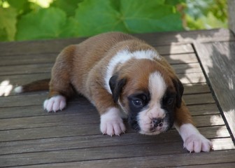 Adorable chiot femelle Boxer à 1 mois 1/2