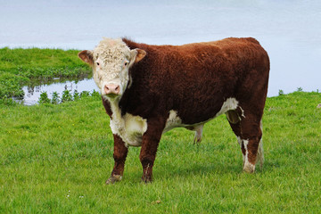 Hereford bull .