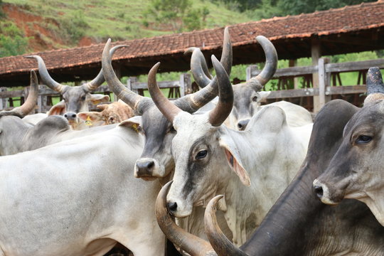Vacas Guzera