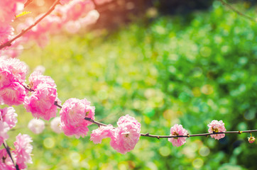 pink bush blossoms in spring with pink flowers. natural wallpaper. concept of spring. background for design.