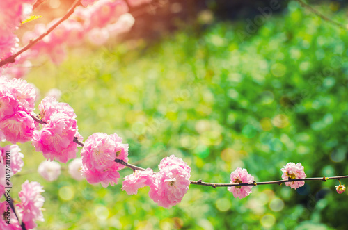 Pink Bush Blossoms In Spring With Pink Flowers Natural