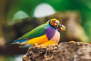 The Lady Gouldian finch, Erythrura gouldiae, close up