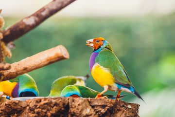 The Lady Gouldian finch, Erythrura gouldiae, close up