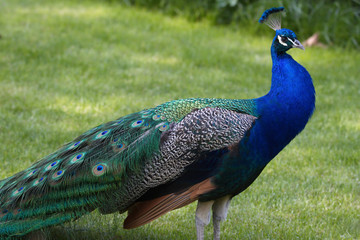 Obraz premium blau Pfau