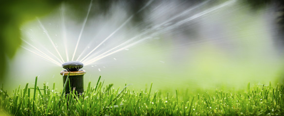 automatic sprinkler system watering the lawn on a background of - obrazy, fototapety, plakaty