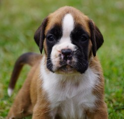 Adorable chiot femelle Boxer à 1 mois 1/2