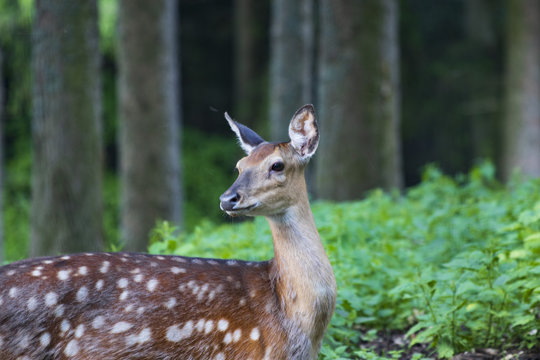 Dammhirschkuh Portrait