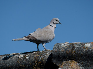 Collared Dove (Streptopelia decaocto) and bird feeding.