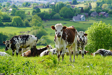 Animal ferme vache 201