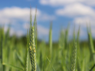 A young green and flowering stalk of wheat ripens on a wheat field against a blue sky. Blurred natural background. Agriculture. Harvest of cereals.The nature of the temperate climate of central Europe