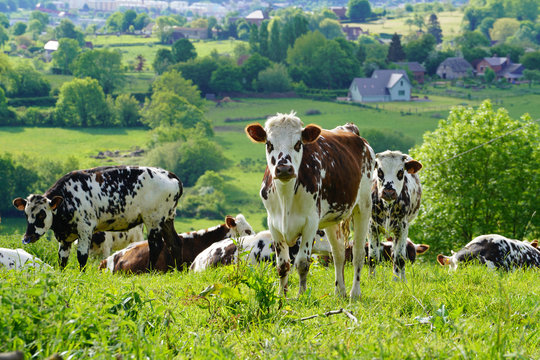 Animal ferme vache 201